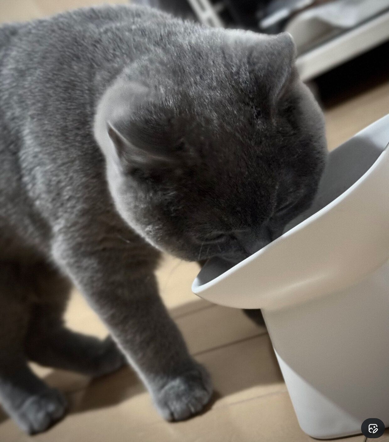 ゴハンを食べるふてのしんくん