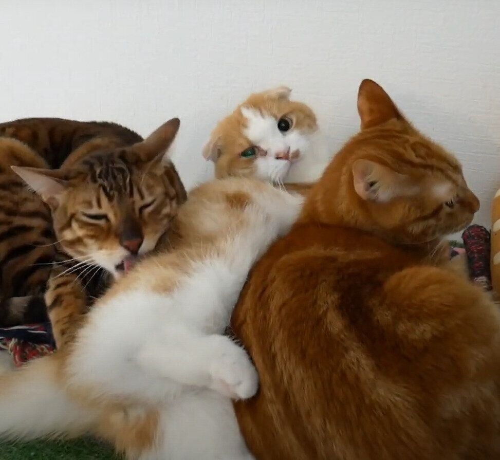 ヒーターで温まる猫たち