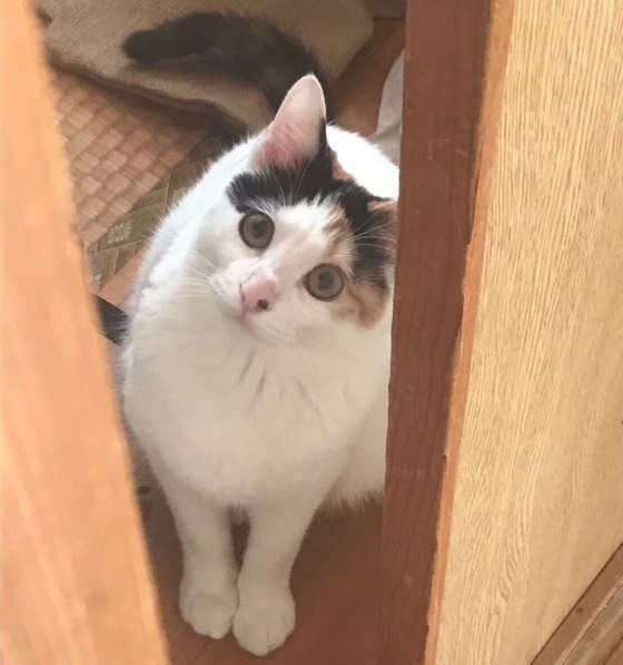 見つめる三毛猫