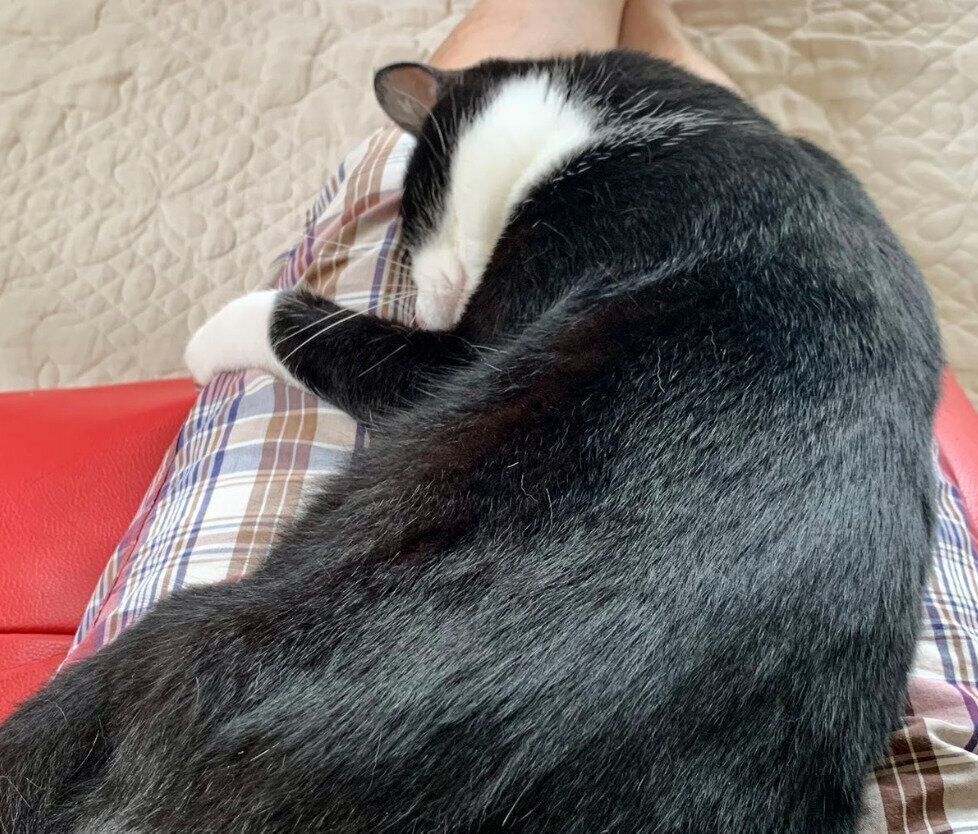 飼い主さんの膝の上で眠るカツオくん