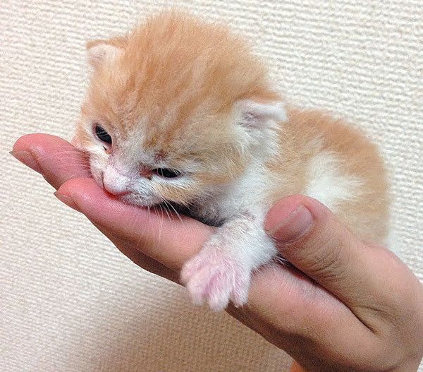 手のひらの上の子猫