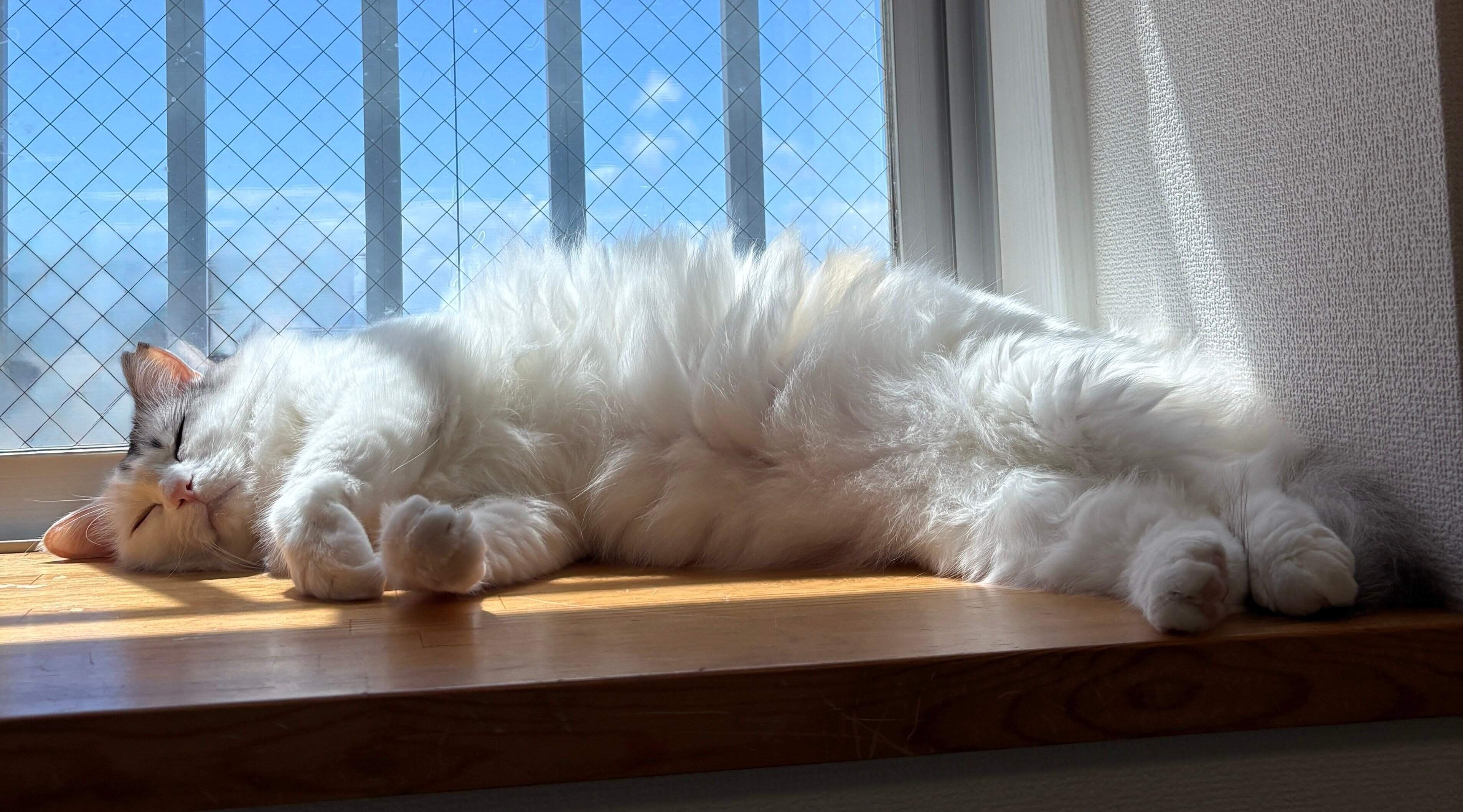 大好きな窓辺でひなたぼっこするパワーちゃん