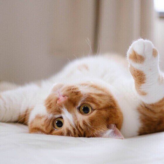 MIX猫（茶×白）のムギくん