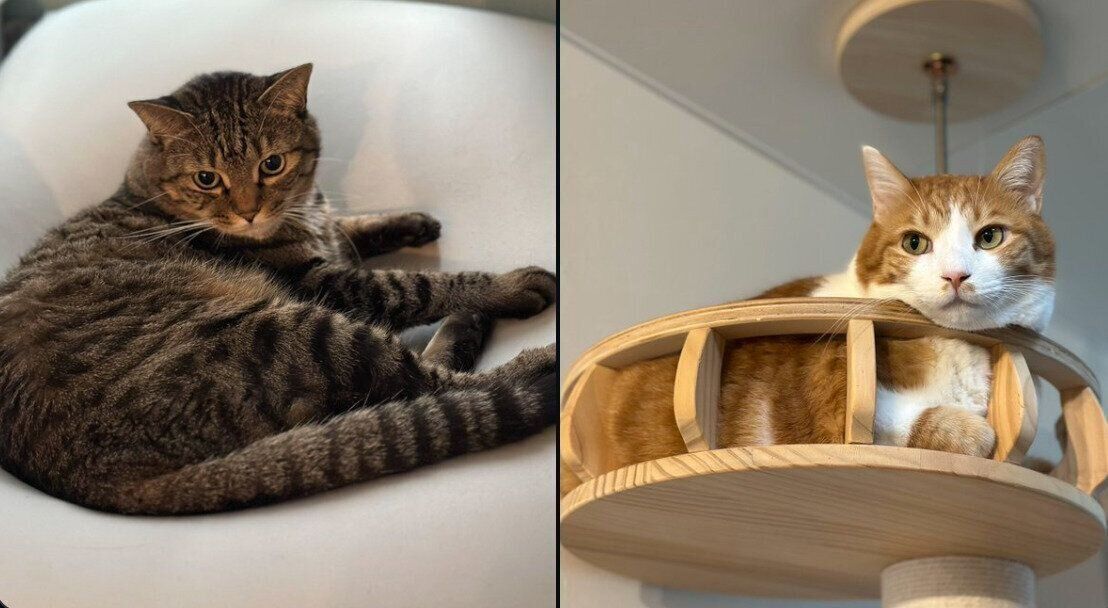 もかちゃん、ふらぺさん