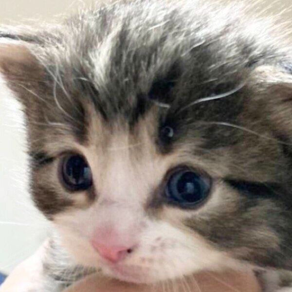 生後0〜1カ月ごろのしろあんちゃん