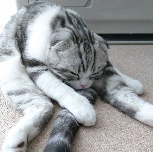 眠るスコティッシュフォールド