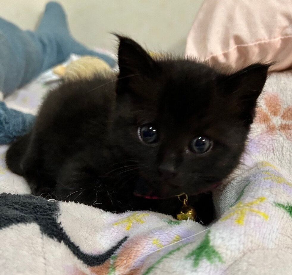 お迎えしたばかりのころのハロちゃん