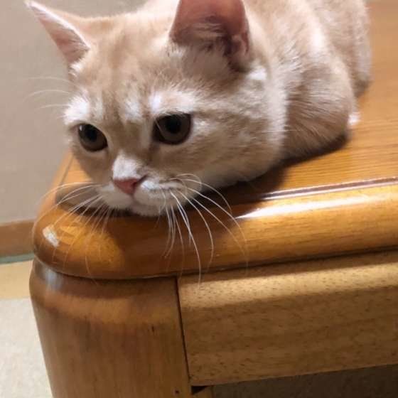 猫にあごニキビができたら!? 自宅でできるお手入れ方法｜ねこのきもち 