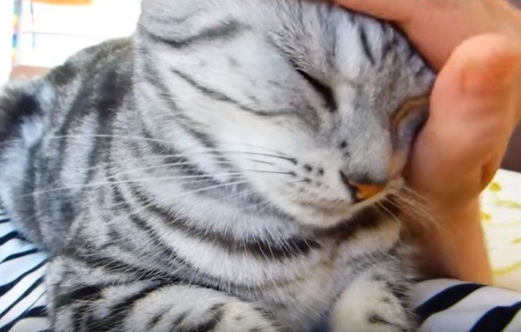 なでられて気持ちいい猫