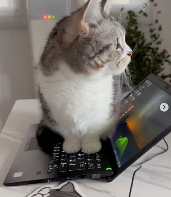 パソコンの上に乗るタロウくん