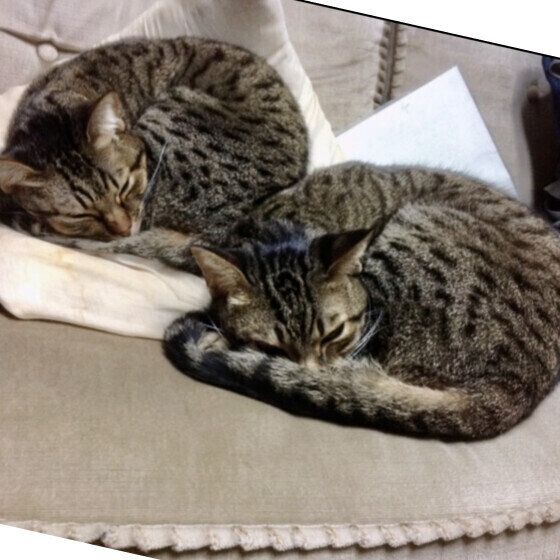 オシキャット　オシノスケ  