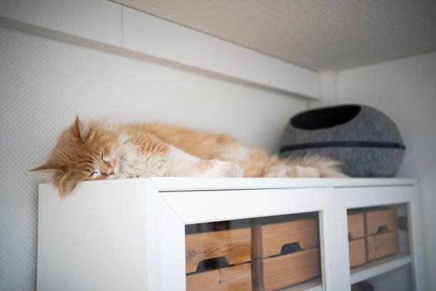 猫の寝る場所で 飼い主さんへの 信頼度 がわかる ねこのきもちweb Magazine