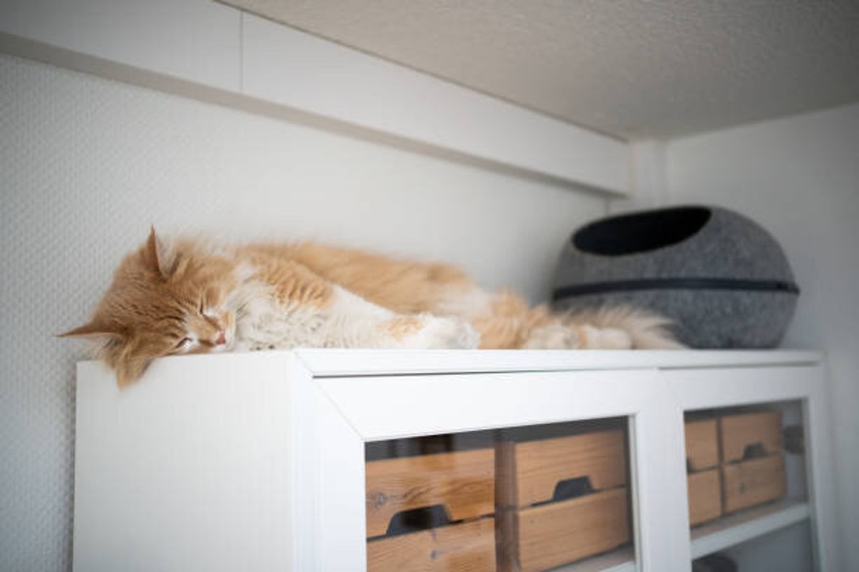 猫の寝る場所で 飼い主さんへの 信頼度 がわかる ねこのきもちweb Magazine 猫の寝る場所で 飼い主さんへの 信頼度 がわかる ねこのきもちweb Magazine