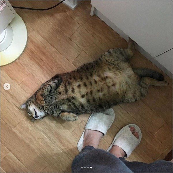 どかないこんぶくん