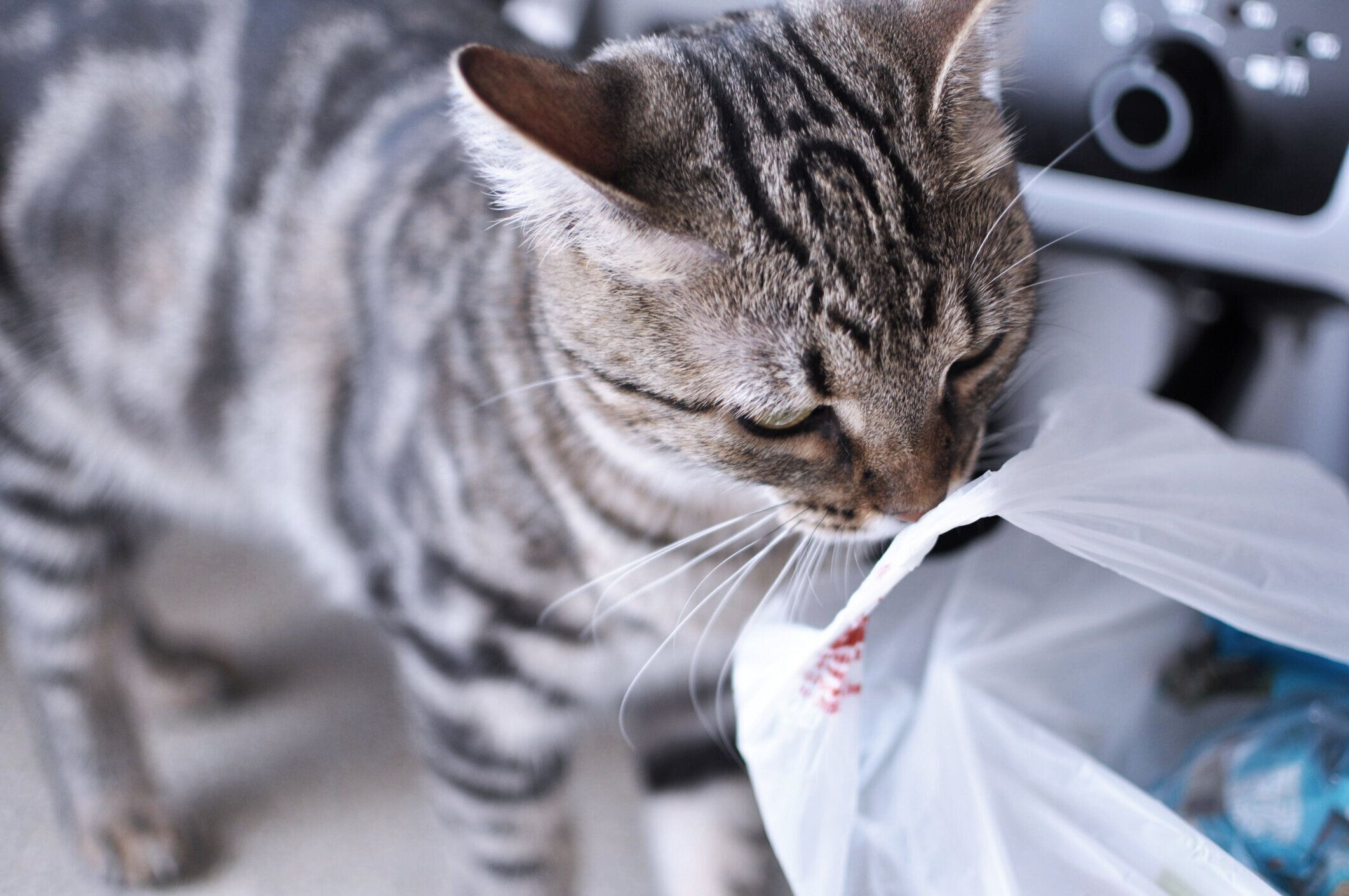 ビニール袋のニオイをかぐ猫