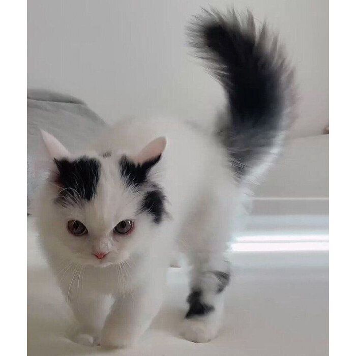 「やんのかポーズ」をするしゃちくん