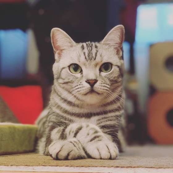 見つめるアメリカンショートヘア