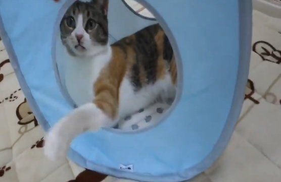 ステイホームするマンチカン