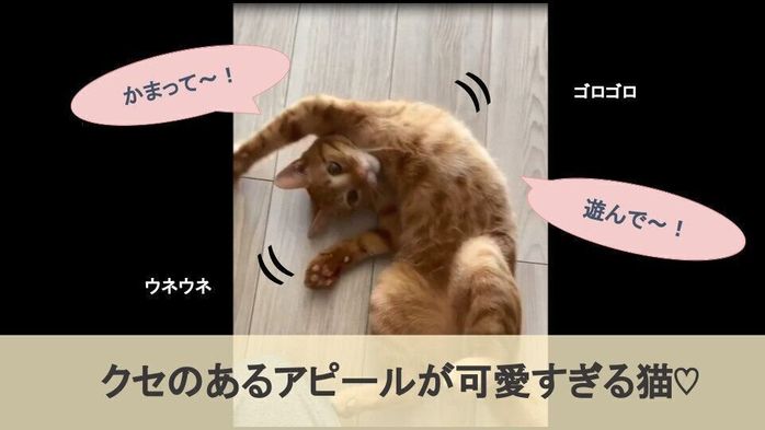 ねこのきもちCHANNEL/いぬねこライター動画部