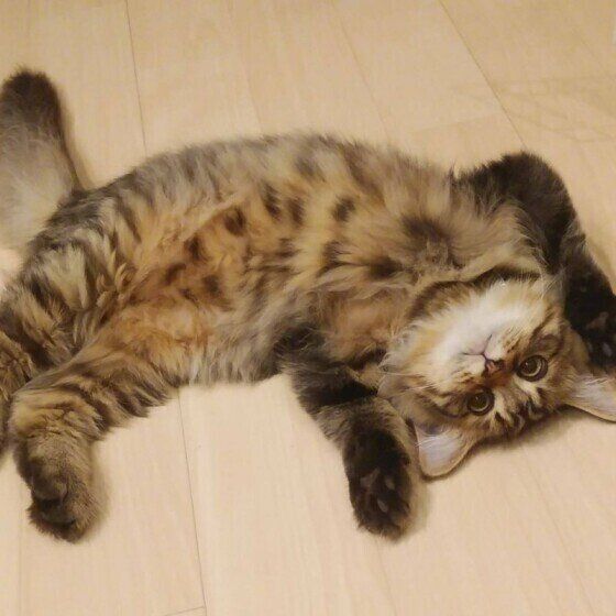 ヘソ天するミヌエット