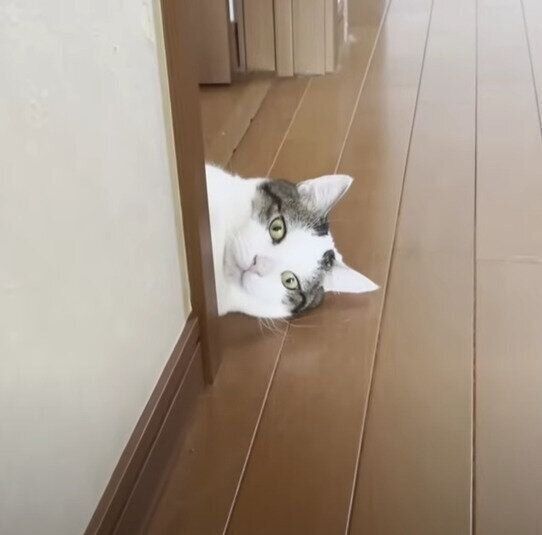 床に転がる猫