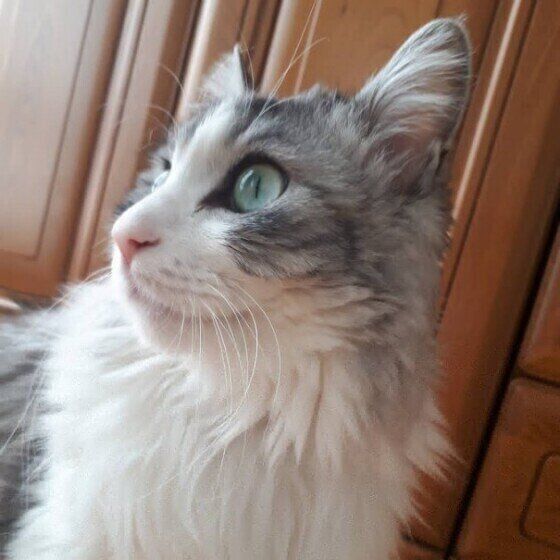 サバトラMIXのムギちゃん