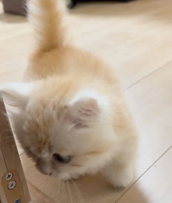 「だるまさんがころんだ」をするmielくん