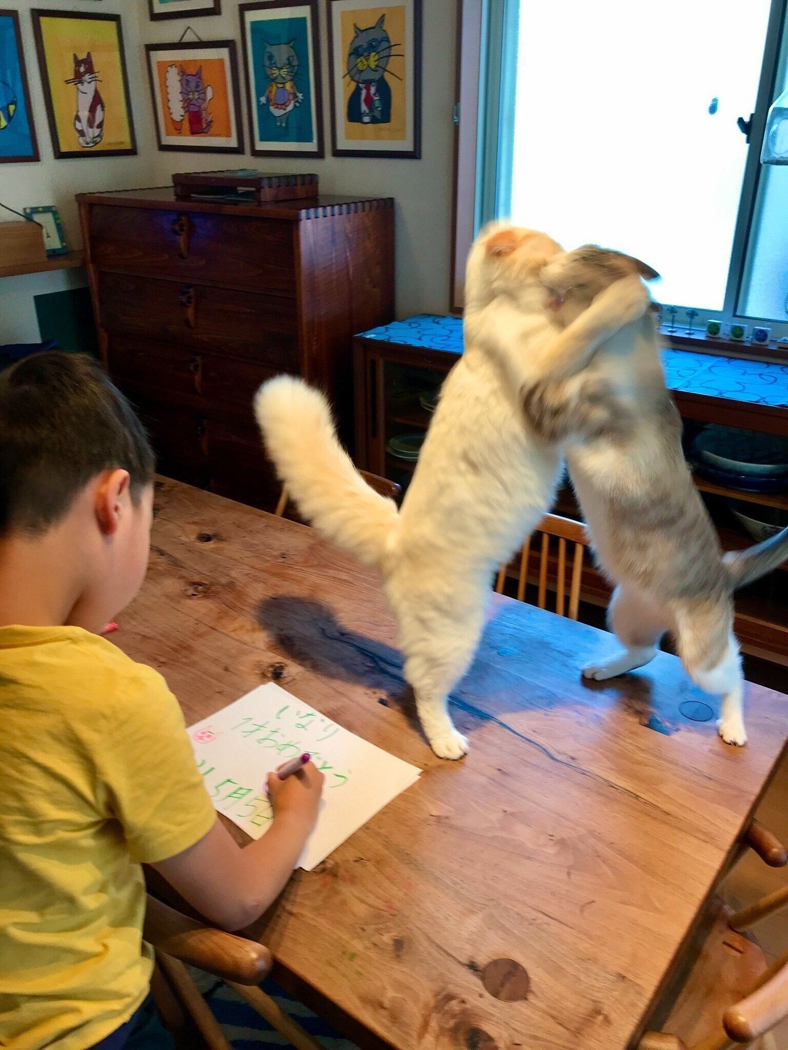 ケンカする猫と無視する少年