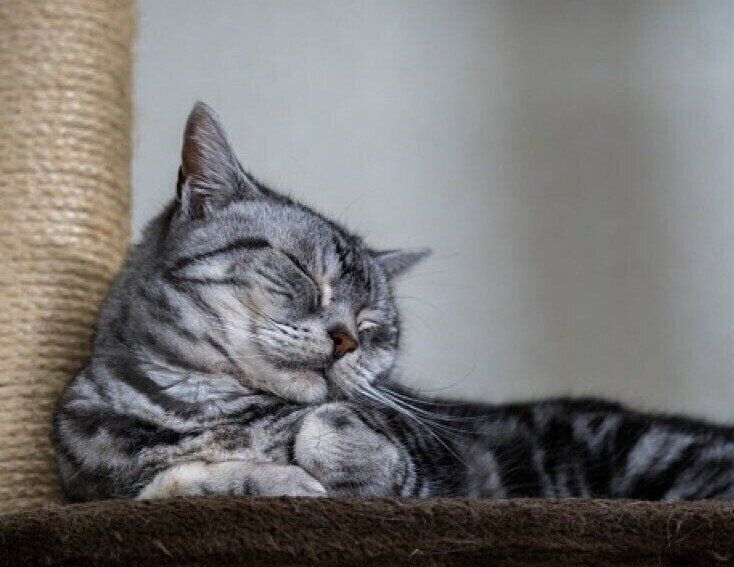 灰灰アメショー様専用