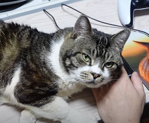 ねこ　リキちゃん