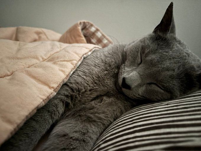 気持ちよさそうに眠るロシアンブルー