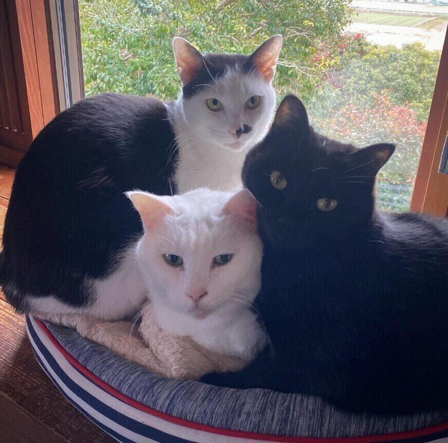 くっついている3匹の猫