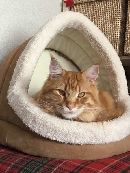 お気に入りのベッドに入るメインクーンのマリーちゃん