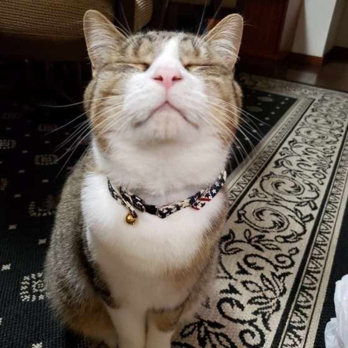 今日から使いたい 猫の顔文字 おススメ40選 ねこのきもちweb Magazine 今日から使いたい 猫の顔文字 おススメ40選 ねこのきもちweb Magazine