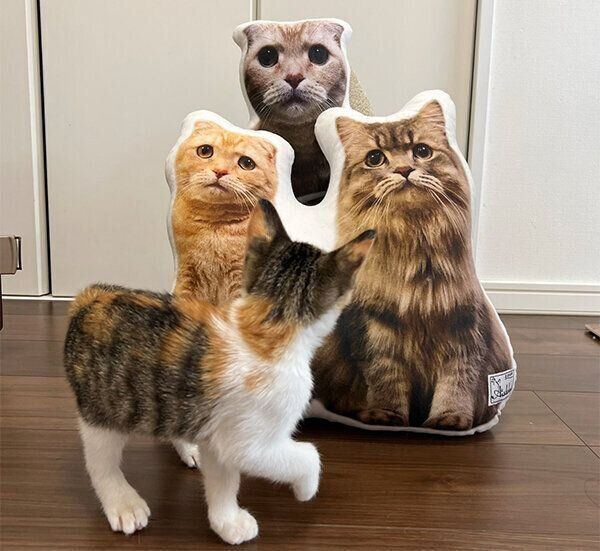 クッションを見るすずちゃん