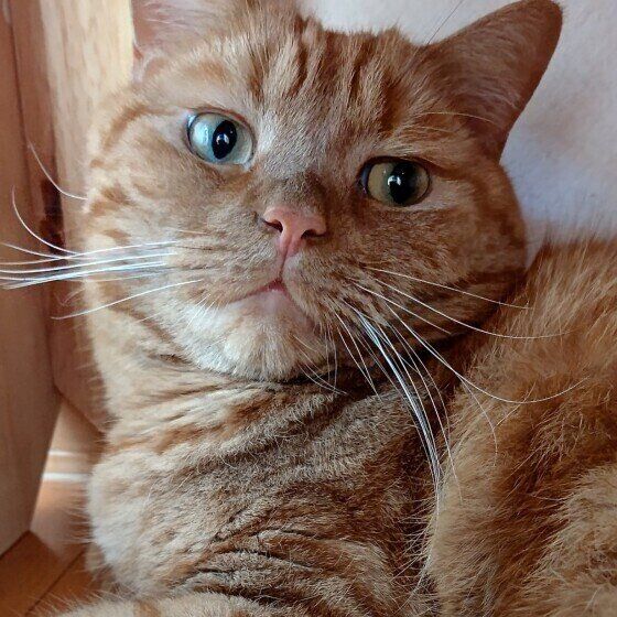 アメリカンショートヘアの龍太くん