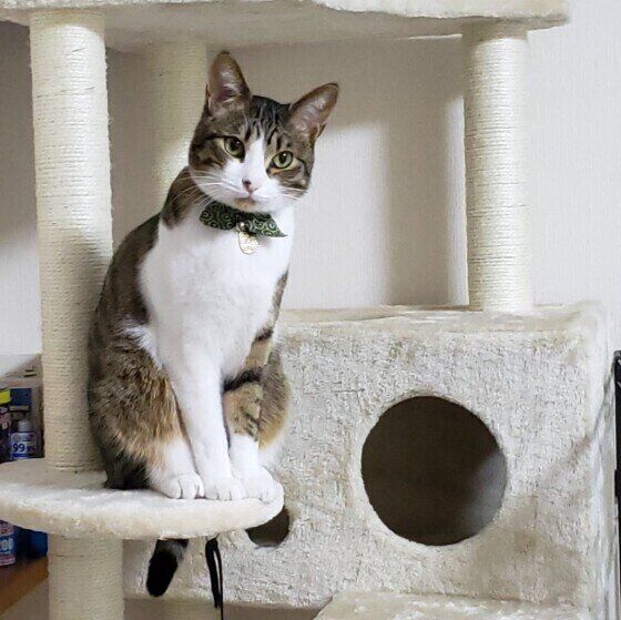 キャットタワーで正座する諭吉くん
