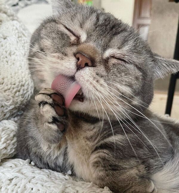 前足をなめるぷーちゃん