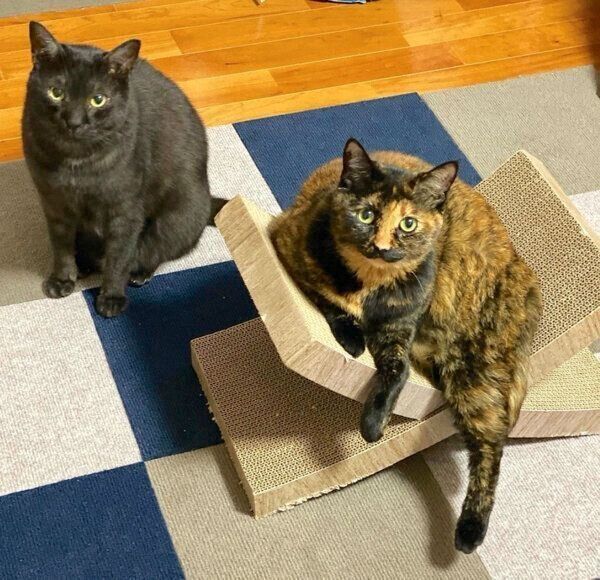 見つめるぼたもちくん、くじらちゃん