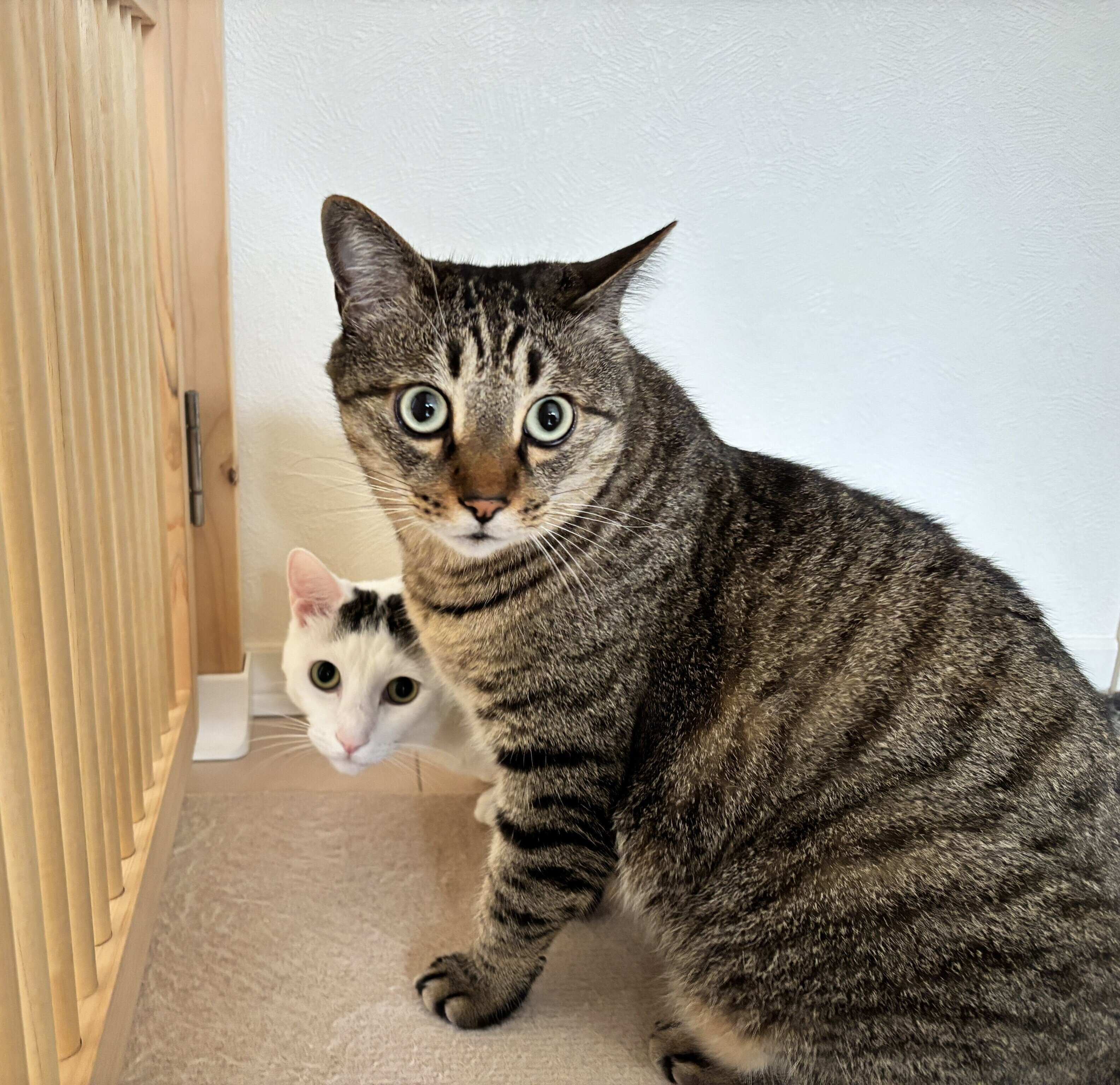 《写真手前から》ボンくん、弟猫・パンくん。「立派にお兄ちゃんできるようになりました」と飼い主さん。