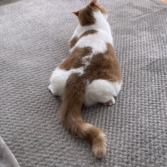 ブリティッシュショートヘアのふくまるちゃん