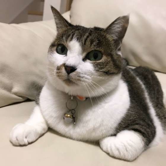 ソファでくつろぐ猫