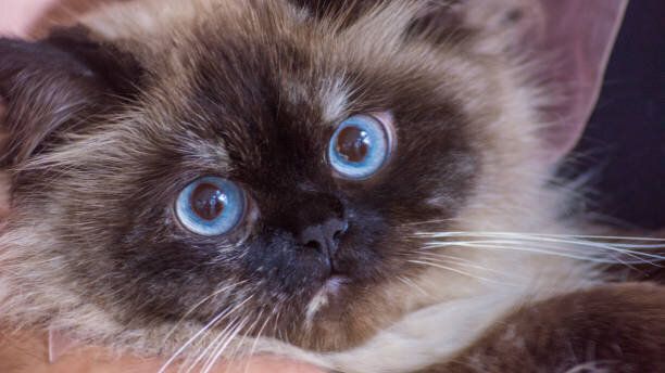 カメラ目線の猫