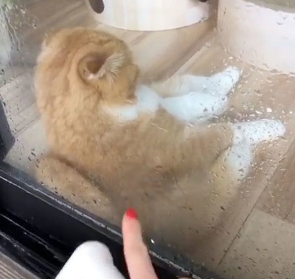 窓際でくつろぐスコティッシュフォールド