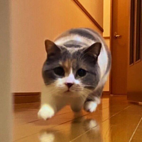 廊下を走るみこちゃん