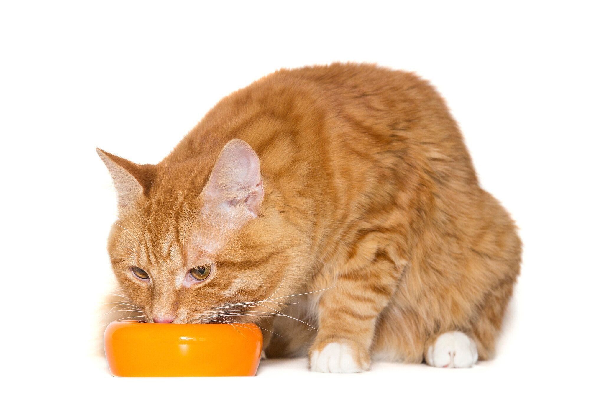 フードを食べる猫