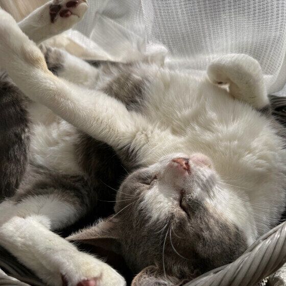 サバトラのヨスケくん