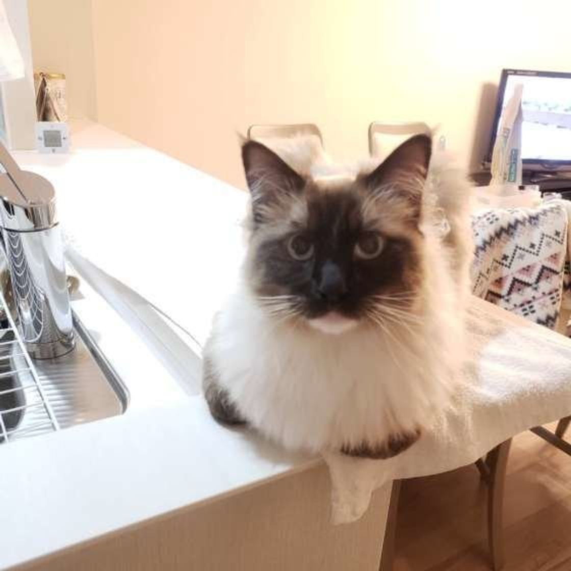 ぬいぐるみ級のかわいさ ラグドールの魅力に迫る ねこのきもちweb Magazine ぬいぐるみ級のかわいさ ラグドールの魅力に迫る ねこのきもちweb Magazine