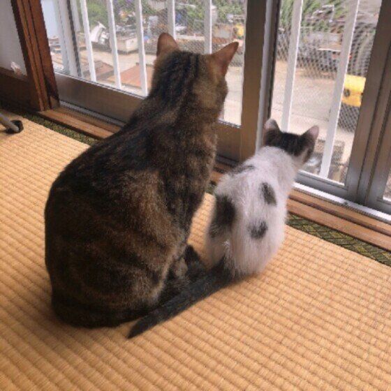 雑種猫　後ろ姿