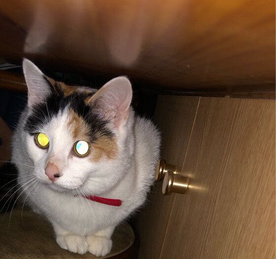 猫の目ビーム 暗闇で猫の目が光るのはなぜ ねこのきもちweb Magazine